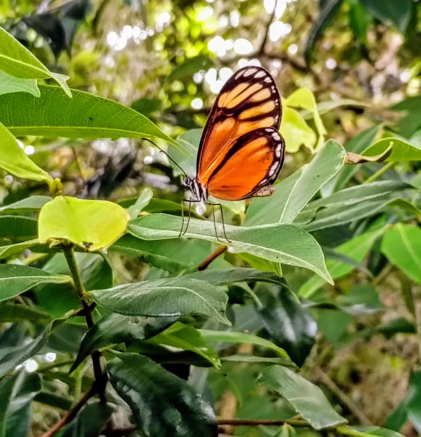 Mariposa naranja